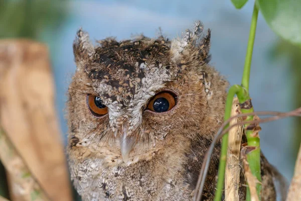 Pequeño Búho Orejas Largas Sentado Una Rama Mirando Cámara Lindo — Foto de Stock