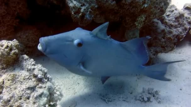 Blue Triggerfish Korálovém Útesu Rudého Moře Egyptě Pseudobalistes Fuscus Rippled — Stock video