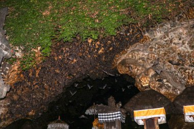 Pura Goa Lawah 'daki sunaklar veya Yarasa Mağarası Tapınağı. Bali Hindu tapınağı, Klungkung, Bali, Endonezya. Bazı yarasalar kaya çıkıntısının altında uçar. Tavandan sarkan yarasalar kolonisi ve karanlıkta bekliyorlar..