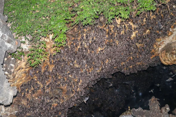 Colony of bats, hanging from the ceiling of Goa Lawah Bat Cave Temple and sleeping, Bali, Indonesia. Some bats fly under a rock overhang. Colony of bats hanging from the ceiling and are waiting dark.