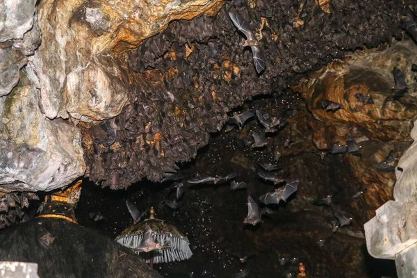 Colony of bats, hanging from the ceiling of Goa Lawah Bat Cave Temple and sleeping, Bali, Indonesia. Some bats fly under a rock overhang. Colony of bats hanging from the ceiling and are waiting dark.