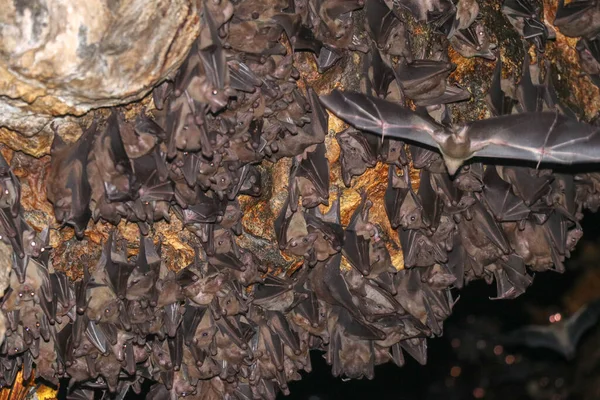 Colony of bats, hanging from the ceiling of Goa Lawah Bat Cave Temple and sleeping, Bali, Indonesia. Some bats fly under a rock overhang. Colony of bats hanging from the ceiling and are waiting dark.