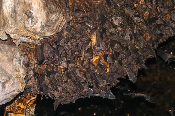 Colony of bats, hanging from the ceiling of Goa Lawah Bat Cave Temple and sleeping, Bali, Indonesia. Some bats fly under a rock overhang. Colony of bats hanging from the ceiling and are waiting dark.