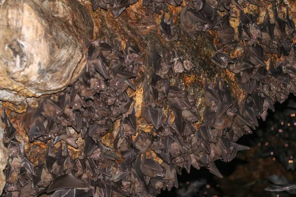 Colony of bats, hanging from the ceiling of Goa Lawah Bat Cave Temple and sleeping, Bali, Indonesia. Some bats fly under a rock overhang. Colony of bats hanging from the ceiling and are waiting dark.