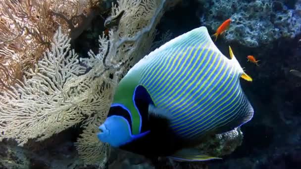 Close up of an emperor angelfish swim over soft corals Pomacanthus imperator filmed in the Red Sea, Marsa Alam, Egypt. Follow shot, Underwater. Hard and sofl coral — Stock Video