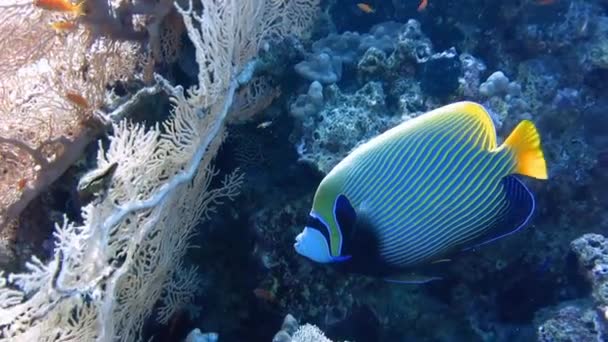 Close Emperor Angelfish Swim Soft Corals Pomacanthus Imperator Filmed Red — Stock Video