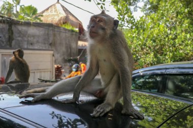 Beyaz arabanın çatısında yaramaz sincap maymunu. Siyah bir arabanın çatısında oturan maymun maymun...