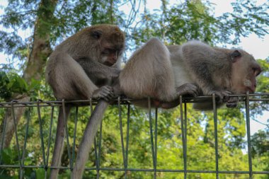 İki genç maymunun portresi dikkatsiz ve tel örgülerde oturuyor. Ormanın kenarındaki tel örgülerin tepesinde iki maymun oturuyordu..