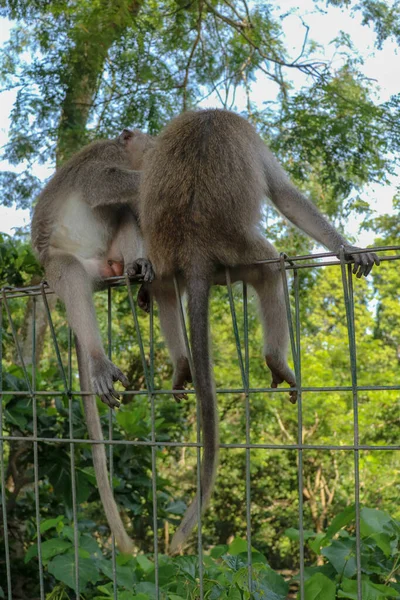 Portré Két Fiatal Majomról Akik Figyelmetlenek Drótkerítésnél Ülnek Macaques Majmok — Stock Fotó