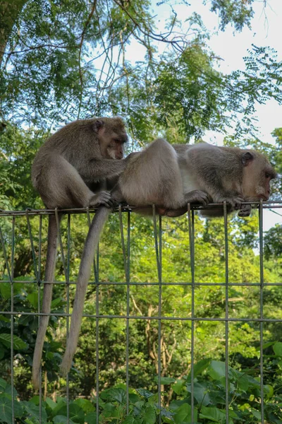 Retrato Dos Monos Jóvenes Desatentos Sentados Cerca Alambre Monos Macacos — Foto de Stock