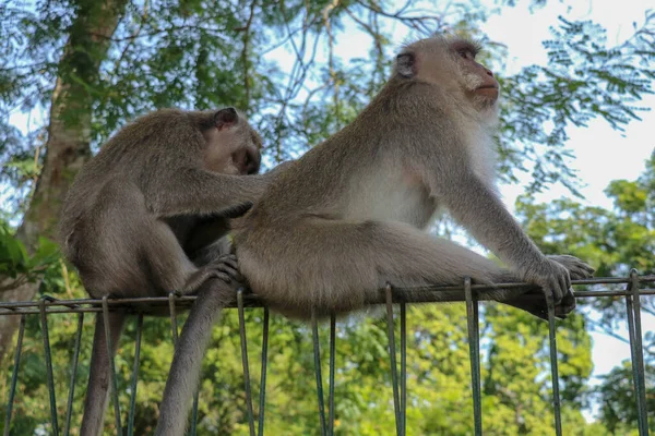Portré Két Fiatal Majomról Akik Figyelmetlenek Drótkerítésnél Ülnek Macaques Majmok — Stock Fotó