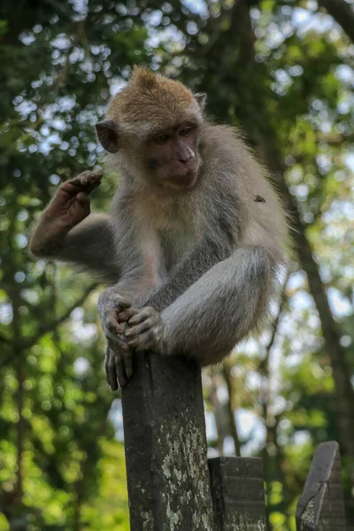 Mono Bebé Sentado Una Valla Madera Bosque Monos Ubud Pequeño — Foto de Stock