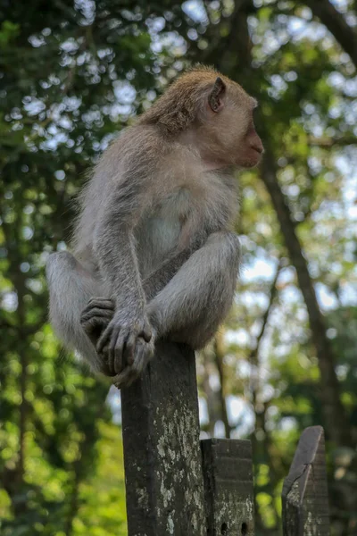 Mono Bebé Sentado Una Valla Madera Bosque Monos Ubud Pequeño — Foto de Stock