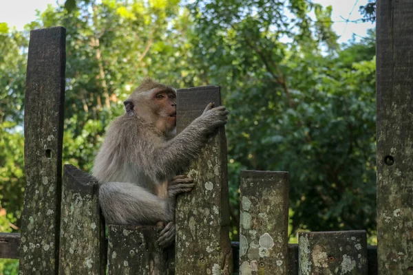 在Ubud猴林的木制栅栏上坐着小猴子 一只脸上带着惊讶表情的灰色小猕猴正坐在金属栅栏上 — 图库照片
