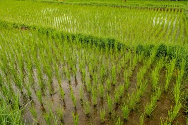 Pirinç tarlaları, teraslar, tarlalar, çiftlik. Organik bir Asya pirinç çiftliği ve tarım. Genç pirinç yetiştiriyor. Pirinç tarlalarının ve çeltik tarlalarındaki sabah güneşinin güzelliği. Asya 'da gidilecek yer doğa..