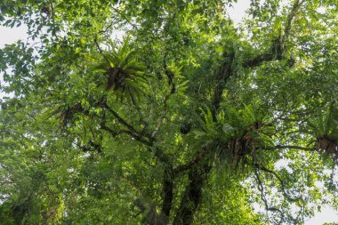 Asplenium nidus, büyük tropikal yağmur ormanı bitkisi ağaçta yetişir. Kuş yuvası eğreltiotu ya da asplenyum nidus. Bali, Endonezya.