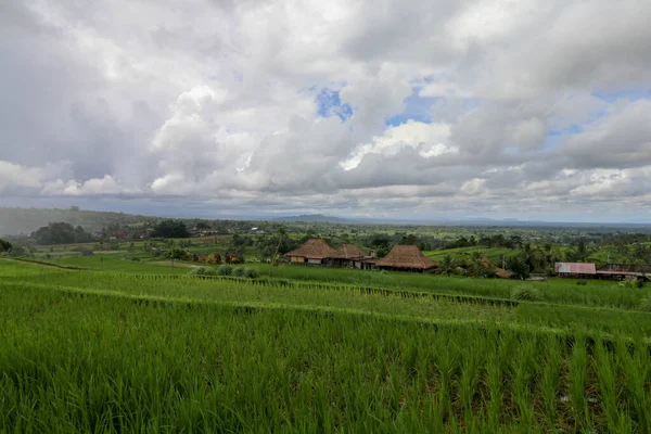 Jatiluwih Rice Terrace Zona Escénica Con Terrazas Arroz Verdes Onduladas — Foto de Stock