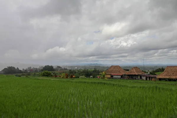 Taras Ryżowy Jatiluwih Malownicza Okolica Zielonym Pofałdowanym Tarasem Ryżowym Bali — Zdjęcie stockowe