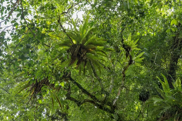 Asplenium nidus, Birds nest fern on the big tree tropical rain forest plant grows on tree. Birds nest fern or asplenium nidus. Bali, Indonesia.