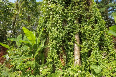 Java, Endonezya 'daki Borobudur' te lianayla kaplanmış büyük bir ağaç. Ağaç gövdelerine yakın plan yağmur ormanlarıyla kaplı lianalar..