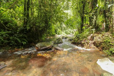 Yağmur ormanlarında akan sular dere yatağından akar. Su, Yeh Ho nehrindeki büyük kayaların arasından akıyor. Su taşların arasından akıyor..