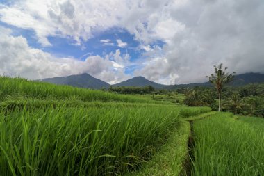 Jatiluwih Rice Terasları, Bali, Endonezya. Güzel dağlık arazi, taze yeşil pirinç tarlaları Batukaru dağ sırasına bakan manzaralı..