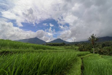 Jatiluwih Rice Terasları, Bali, Endonezya. Güzel dağlık arazi, taze yeşil pirinç tarlaları Batukaru dağ sırasına bakan manzaralı..
