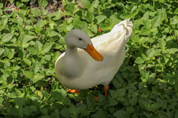 White Runner Duck Green Paddy Field Meadow White Duck Green — Stock Photo, Image