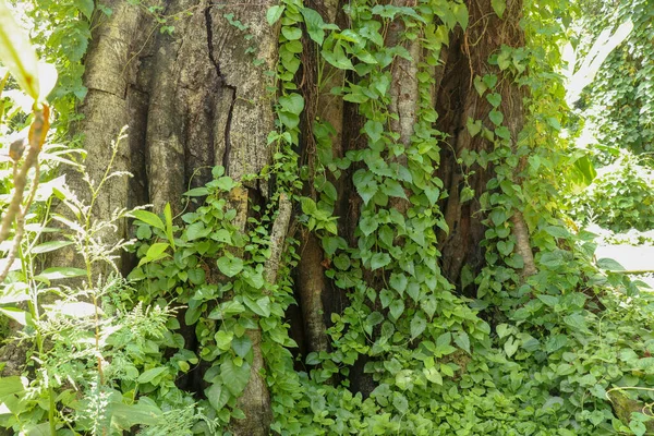 Grande Vecchio Albero Ricoperto Liane Borobudur Java Indonesia Primo Piano — Foto Stock