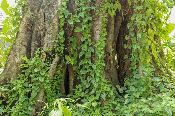 Großer Alter Baum Überwachsen Mit Lianen Bei Borobudur Auf Java — Stockfoto