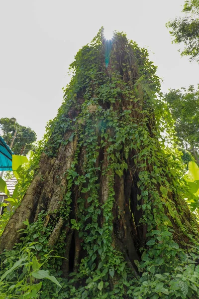 Большое Старое Дерево Заросшее Лианами Боробудуре Яве Индонезия Крупный План — стоковое фото