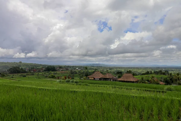 Jatiluwih Rice Terrace Área Cênica Com Terraços Arroz Verdejantes Ondulantes — Fotografia de Stock