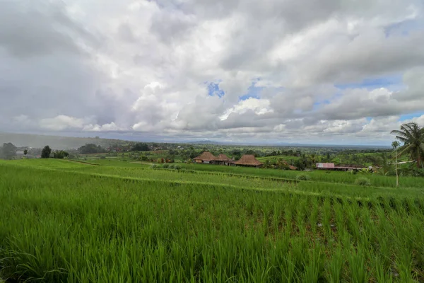 Jatiluwith Rice Terrace 緑豊かな起伏のある棚田のある風景区 インドネシア 美しい風景 新鮮な緑の水田 曇りの空の背景 枯山水の木造建築 — ストック写真