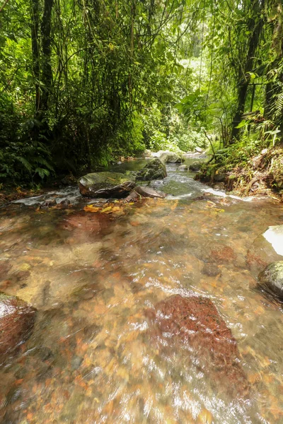 Agua Corriendo Fluye Través Del Lecho Del Arroyo Selva Tropical — Foto de Stock