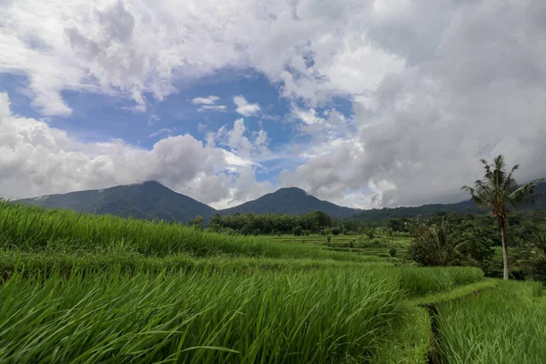 Jatiluwih Rice Terrace Bali Indonézia Gyönyörű Hegyvidéki Táj Friss Zöld — Stock Fotó
