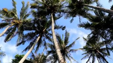 Palmiye ağacının alçak açılı görüntüsü mavi gökyüzüne karşı. Tropik sahilde palmiye ağaçları. Tropikal ormanda olgun hindistan cevizli palmiye ağacının alçak açılı görüntüsü. Palmiye ağacındaki hindistan cevizi demetini kapat.