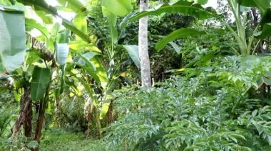 Palmiye ağacının alçak açılı görüntüsü mavi gökyüzüne karşı. Tropik sahilde palmiye ağaçları. Tropikal ormanda olgun hindistan cevizli palmiye ağacının alçak açılı görüntüsü. Palmiye ağacındaki hindistan cevizi demetini kapat.