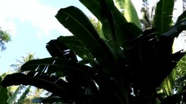 Muz ağacında olgunlaşmamış organik çoklu yeşil muz. Bir demet muzlu ve kocaman yeşil yapraklı muz ağacı. Bir grup yeşil muz yetiştiriyor. Organik gıda kavramı.