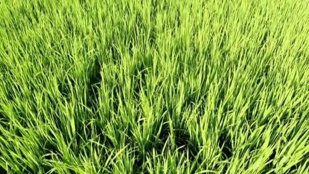 Groene Rijstplanten Groeien Mooie Groene Textuur Jonge Groene Paddy Zomer — Stockvideo