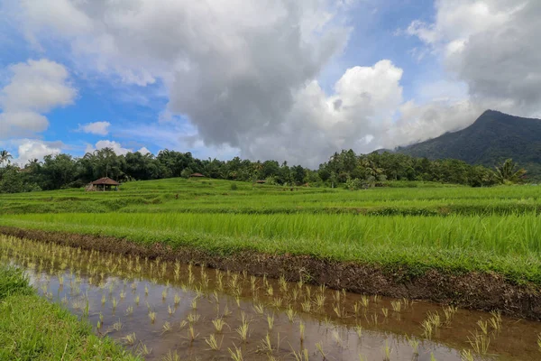 Jatiluwih Paisagem Monte Batukaru Bali Rice Field Gunung Batukaru Sunrise — Fotografia de Stock