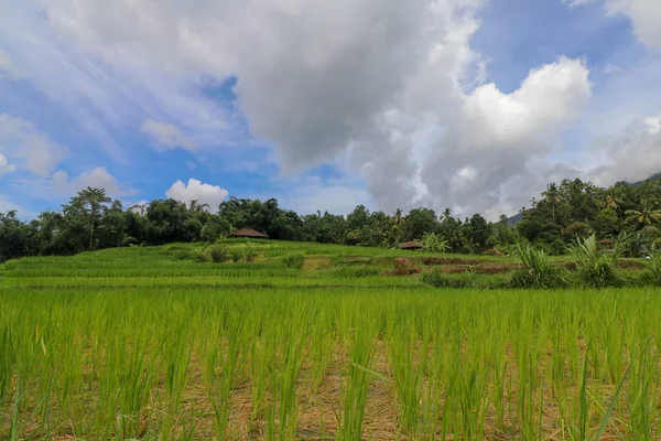 Terrazas Arroz Jatiluwih Arrozales Forma Arco Arroz Joven Verde Claro — Foto de Stock