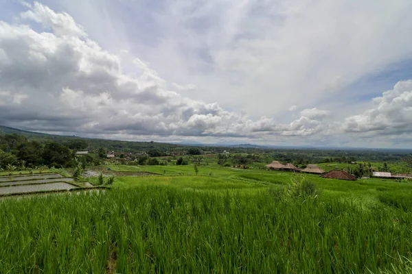 Terraços Arroz Jatiluwih Belos Campos Arroz Bali Foram Designados Como — Fotografia de Stock