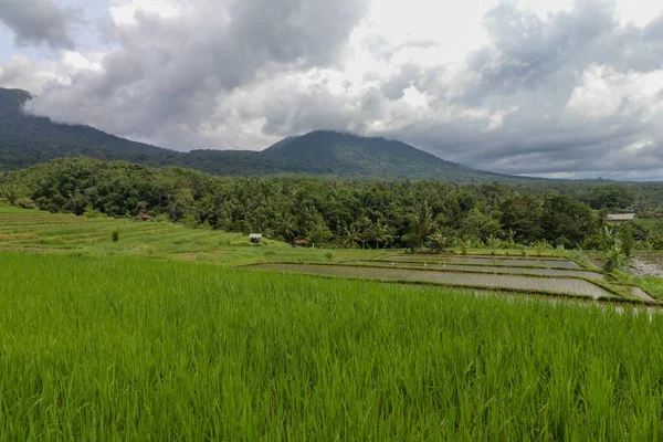 Jatiluwih Peisajul Muntelui Batukaru Bali Câmpul Orezului Gunung Batukaru Răsăritul — Fotografie, imagine de stoc