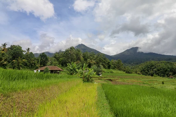 Jatiluwih Und Die Landschaft Des Berges Batukaru Bali Reisfeld Und — Stockfoto