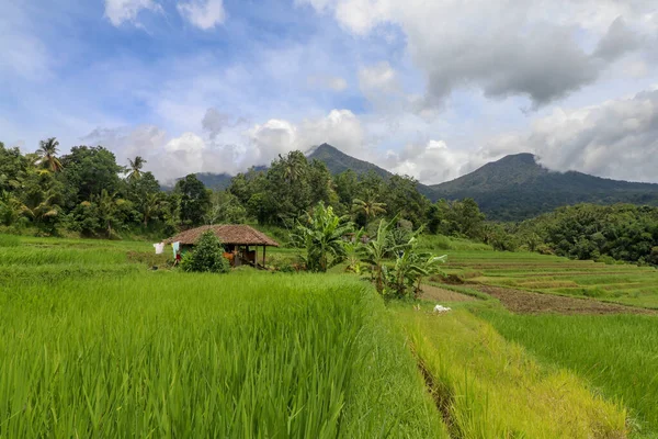 Hermosa Vista Panorámica Del Campo Arroz Con Refugio Para Vacas — Foto de Stock