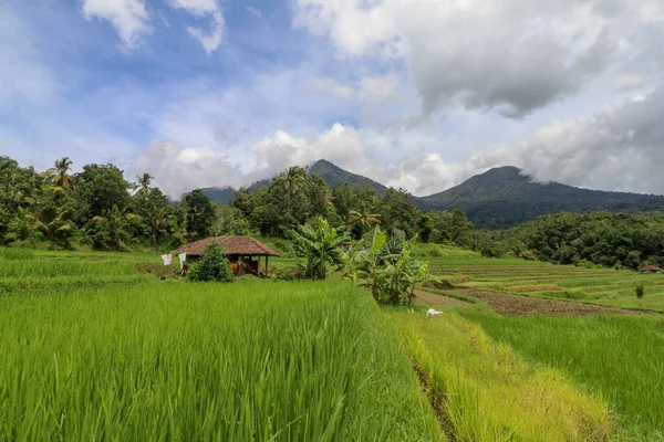 Hermosa Vista Panorámica Del Campo Arroz Con Refugio Para Vacas — Foto de Stock