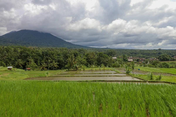 Jatiluwih Paisagem Monte Batukaru Bali Rice Field Gunung Batukaru Sunrise — Fotografia de Stock