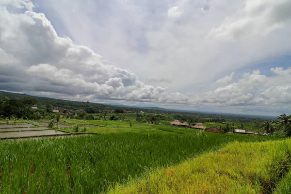 Jatiluwih Pirinç Terasları Bali Deki Güzel Pirinç Tarlaları Prestijli Unesco — Stok fotoğraf