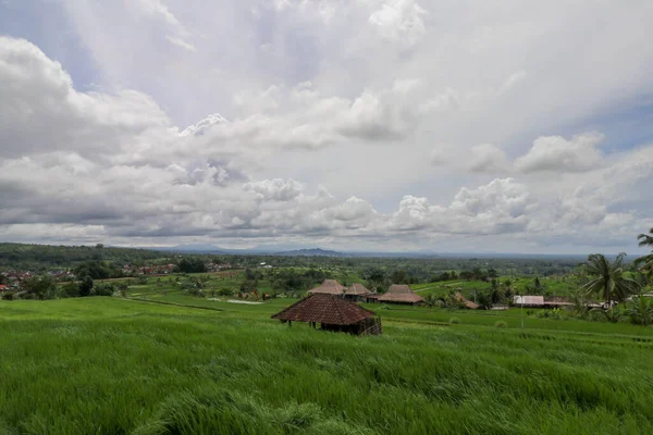 牛のための避難所と水田の美しい景観 棚田の上の牛小屋での眺め畑の中の牛のために安定 弧状のフィールドでJatiluwith 薄緑色の若い米 インドネシアのバリ — ストック写真