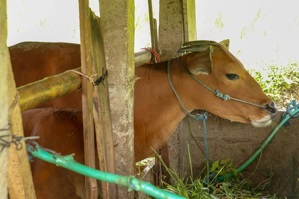 소들을 오두막 안정된 인도네시아 발리에 피신처 — 스톡 사진